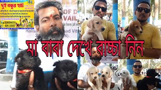 naihati dog market |Kolkata dog market |german spitz |Pomeranian |labrador |beagle |chow chow