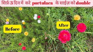 सिर्फ़ 3 दिन में ही Portulaca के फूल गहरे भी होंगे और फूलों का size भी  बढ़ेगा|| #portulaca#mossrose