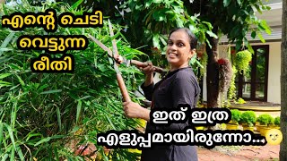 എന്റെ ചെടി വെട്ടുന്ന രീതി | Plant Propagation and Care in Malayalam | Gardening Ideas Malayalam |