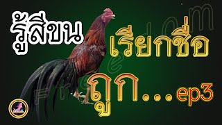 แบ่งสายพันธุ์ไก่ด้วยสีขน...!!!