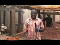 omulimisa – ebilungi ebiva mukulima cocoa part b