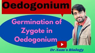 Germination of Zygote in Oedogonium