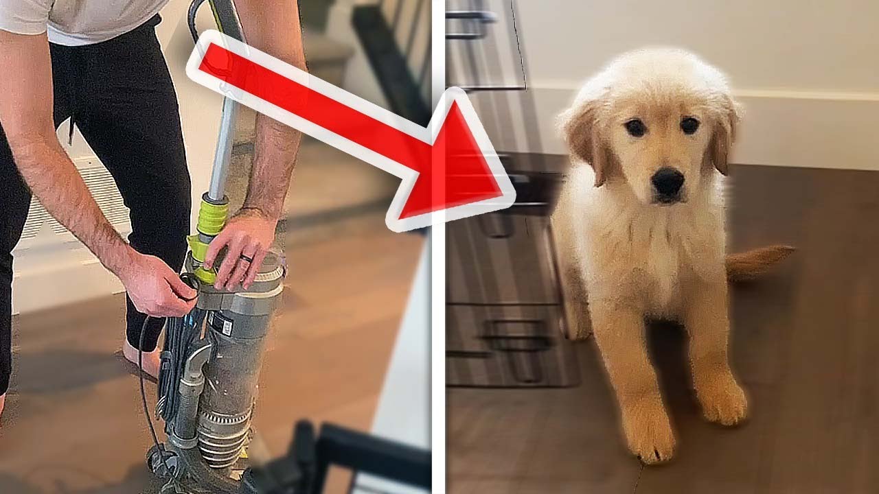 DOG TERRIFIED BY VACUUM CLEANER! (Funny Dogs Scared Of Randoms Things ...