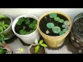 garden tour monsoon terrace garden tour in summer terrace garden overview chat per kheti