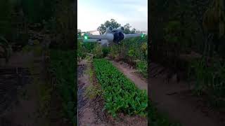 Drone DJI Mini 3 Pro បង្ហោះដ្រូនល្ងាចនេះ💚 #shorts #DJIMini3pro #Animal