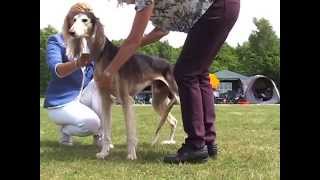 Saluki Jahresausstellung 2014