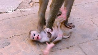 It's really sad seeing mom Libby weaning milk baby Lily like this