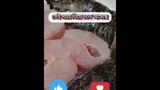 অল্পের জন্য বেঁচে গেলাম 😱😱 #highlights #ytshort #ytvideo #fish @modinaislam3036