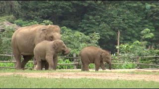 Nanny Prevent Baby Elephant Get Frustrated From Each Other - ElephantNews