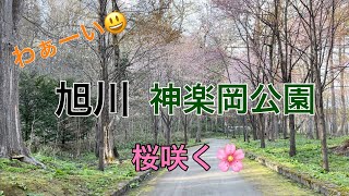 【北海道旭川】桜満開　神楽岡公園2021.5.6