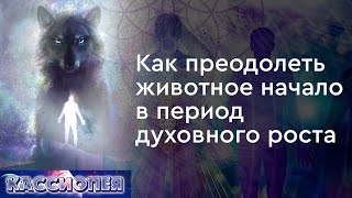 #107 Как преодолеть животное начало в период духовного роста. Практика соединения с Высшим Я.