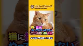 猫に絶対やってはいけない行動4選 #Shorts