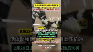 女子口袋藏活蛇过机场安检被查“该蛇无毒，属宠物蛇 ” 根据相关规定，活体蛇不得随身携带（编辑：黎晓彤；责编：崔锦玥；素材来源：中国新闻周刊）#万万想不到 #社会百态 #热点 #老百姓关心的话题