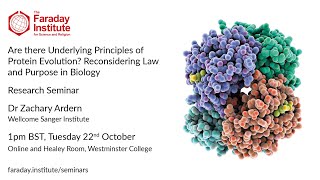 Are there Underlying Principles of Protein Evolution? Reconsidering Law and Purpose in Biology