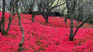 窪野彼岸花群生地2024　超超超超超超超絶景になるまで　その驚きの30日間を撮影してみました　〜愛媛県松山市〜