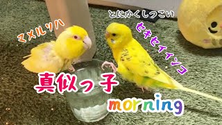 とにかくしつこいｾｷｾｲｲﾝｺとマイペースなﾏﾒﾙﾘﾊ Persistent parakeet