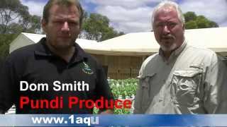 Aquaponics For Profit Commercial System In Australia - Pundi Aquaponic Farm (Part 2)