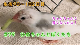 絶賛ひな換羽中　生後90-102日目 #79 ひめちゃんとぼくたち 文鳥