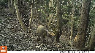 猪 イノシシ 白岳山 標高 110m 広島県呉市 2024-10-05^11-07