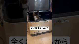 【ねこのちゃこ】猫の跳躍力の凄さを改めて感じた瞬間