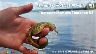 Amazing Moments Tauranga NZ [Sea] 뉴질랜드 타우랑가의 놀라운 순간들 [바다편]