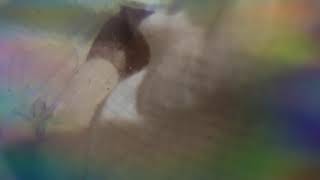 Bypassed Codes 50 - checking out a edgy 12yr old nazi s wetdream on roblox youtube