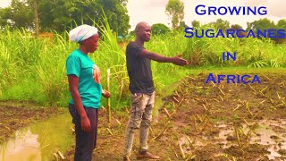 How a youth earns Highly from his sugar plantation in Northern Uganda.