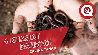 4 Khasiat Dahsyat Cacing Tanah