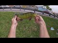 huge peacock bass pb in hialeah