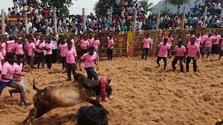 கோபாலபுரத்தில் வேப்பிலைக்குட்டை சுரேஷ் காளை