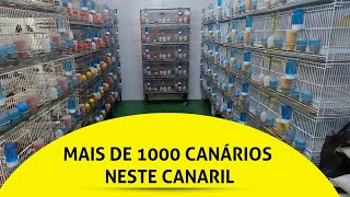 Mais de 1000 CANÁRIOS neste CRIATÓRIO.