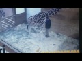 April the hormonal giraffe kicks the vet