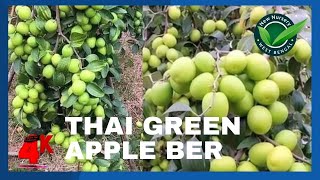 THAI GREEN APPLE BER PLANT SUCCESSFUL FARMING |थाई हरी सेब बियर की सफल खेती