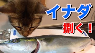 【猫動画】巨大なイナダを目の前に興奮が止まらない子猫【ソマリ】