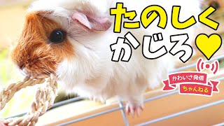 モルモットの歯のケア　チューリング　cute guineapig