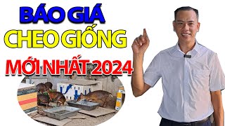 Báo Giá Cheo Giống Mới Nhất 2024 Trại Cheo Giống Miền Nam Chia Sẻ Kinh Nghiệm Nuôi Cheo Hiệu Quả