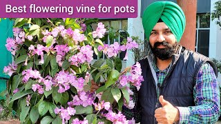 Best permanent flowering vine for pot, How to more Garlic vine flowers, lehsunia bel care