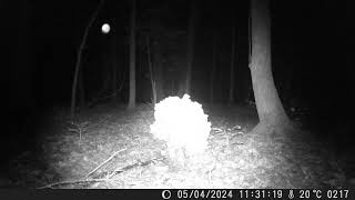 Trail Camera Picks Up Mysterious Orb
