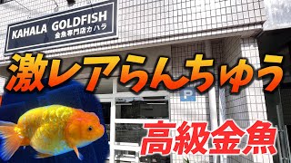 金魚専門店カハラで探し求めていた激レアの高級らんちゅうをお迎え！