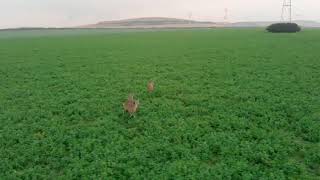 Caprioare langa santier A3 Targu Mures-Ungheni zona Leordeni Deers near A3 highway construction area