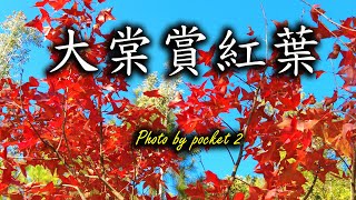 大棠賞紅葉│楓香樹│美麗楓葉很多人欣賞 # 全程使用 DJI Pocket 2 1080P 拍攝