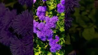 おしゃれ…Beautiful in purple ! アゲラタム Ageratum flowers