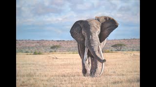 Painting an african elephant in pastel.