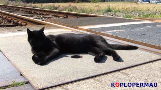 Cat railfanning!