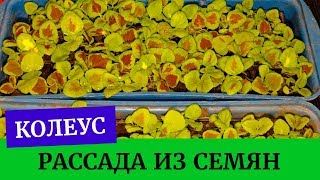 🍀☘️Выращиваем колеусы из семян легко!!! Хорошая рассада колеусов🍀☘️