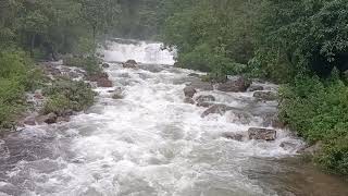 🌴🌿🌿 heavy rain Season chinnakallar waterfalls 💦 💦 💦