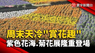 周末天冷「賞花趣」紫色花海.菊花展隆重登場｜#寰宇新聞@globalnewstw