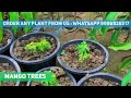 अपने घर में उगा सकते हैं अंगूर चाहे छत्त हो या ज़मीन how to grow grapes plant in pot on terrace