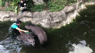 水中で戯れる！飼育員さんにブラッシングされるアメリカバク動画！上野動物園