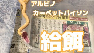 アルビノカーペットパイソン、マウスを2匹食べます （ファジーマウス）  Carpet Python